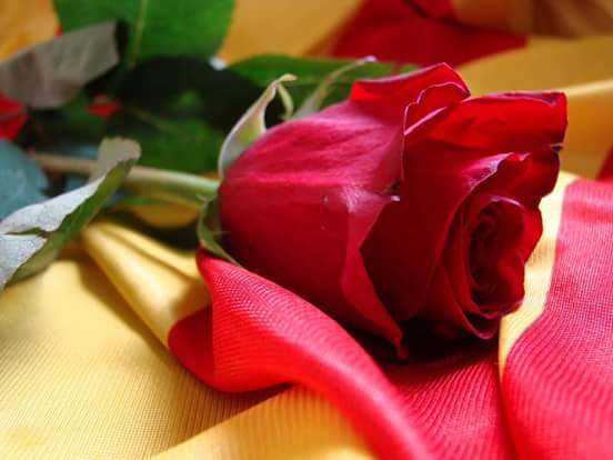 SAINT GEORGE Day in Catalonia. Books and Roses.