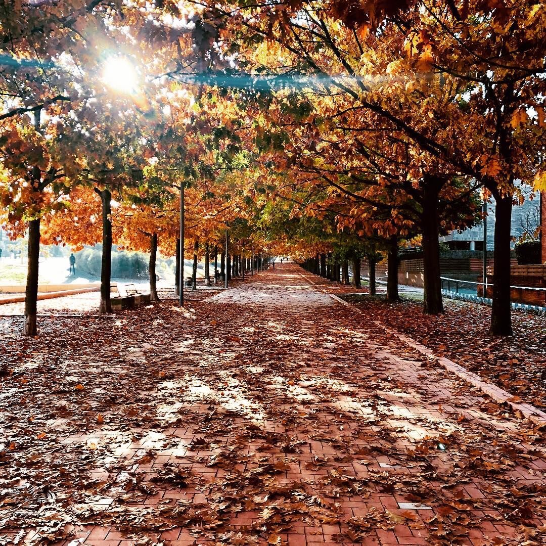 «Experiencias turísticas y gastronomía de Otoño».